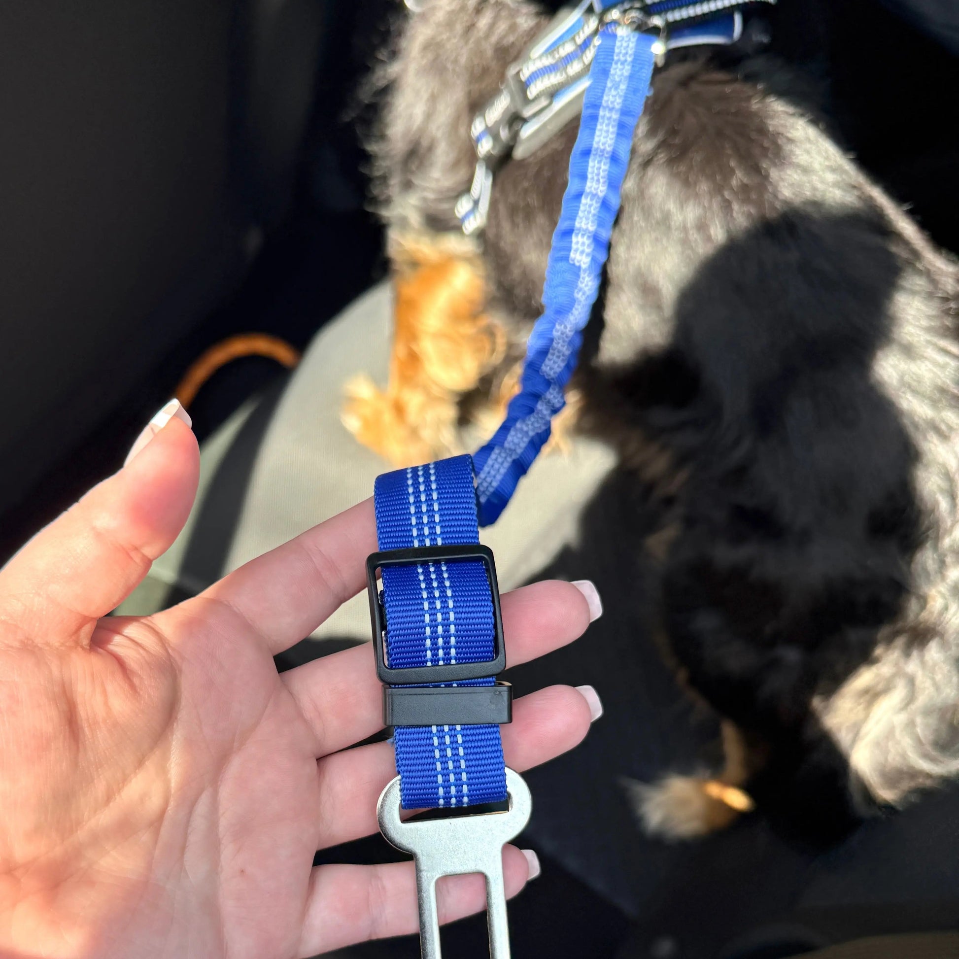 Pet Seat Belt Leash