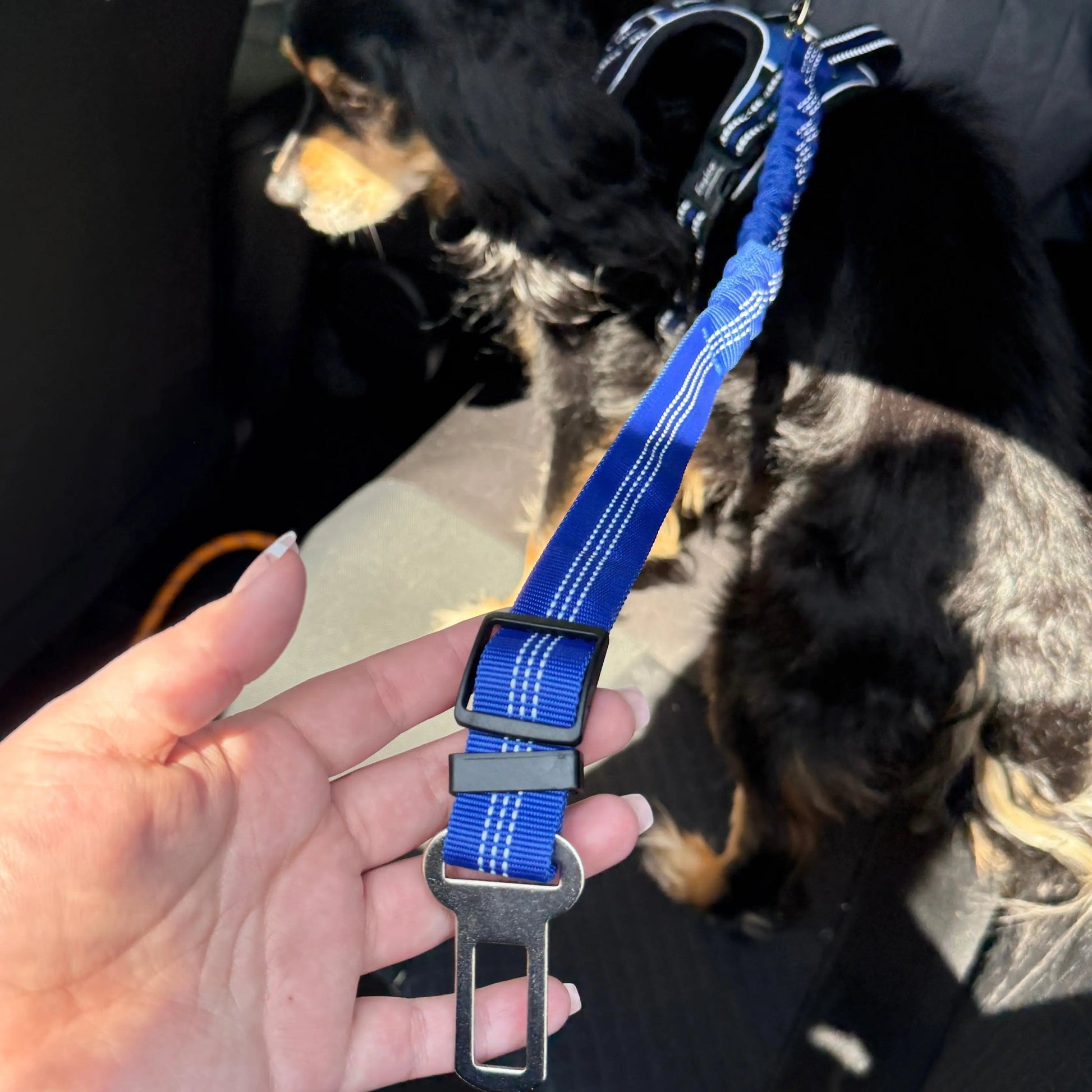 Pet Seat Belt Leash