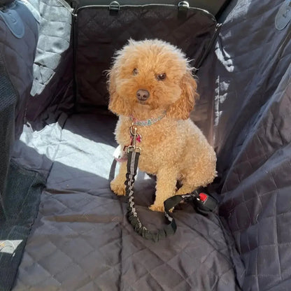 Pet Seat Belt Leash