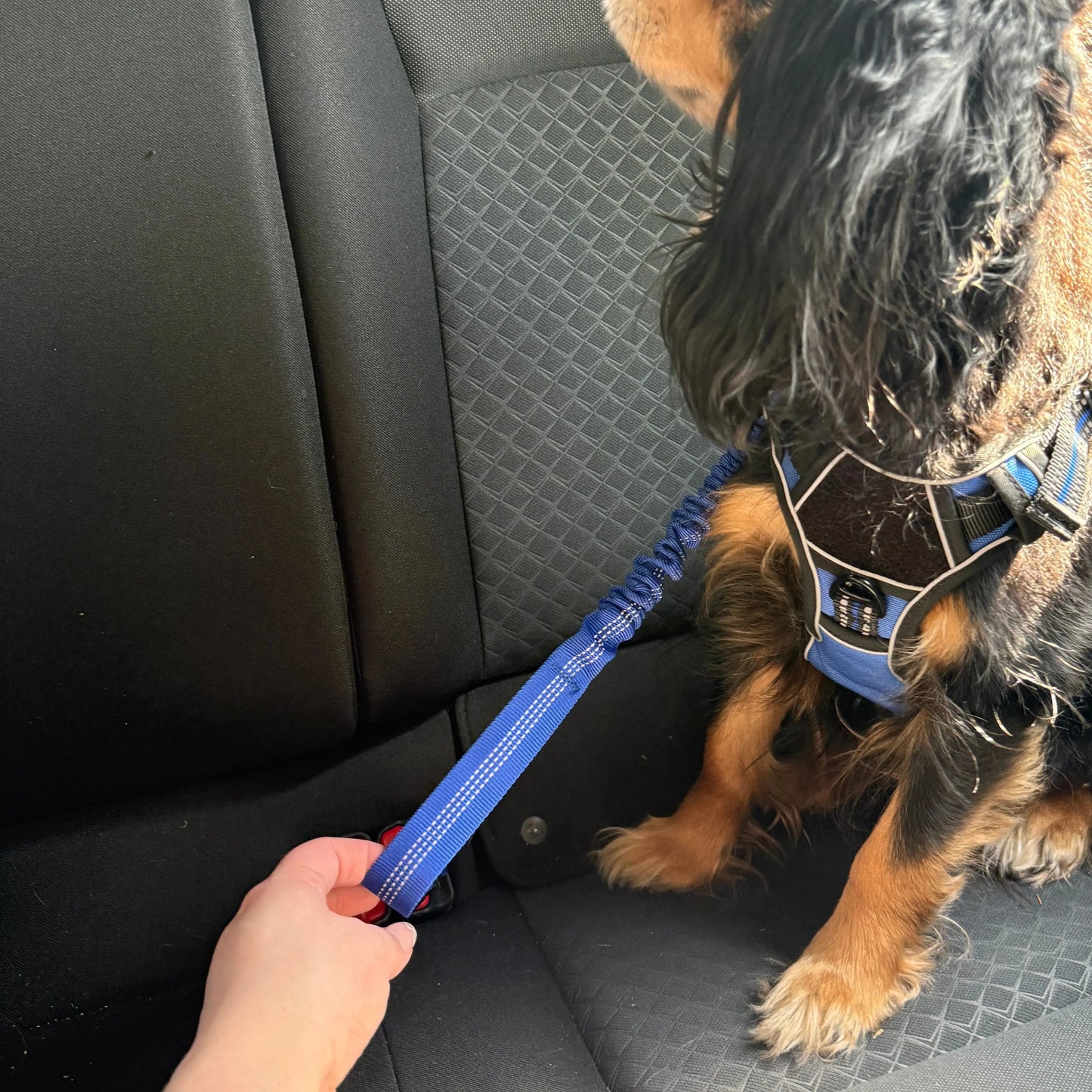 Pet Seat Belt Leash