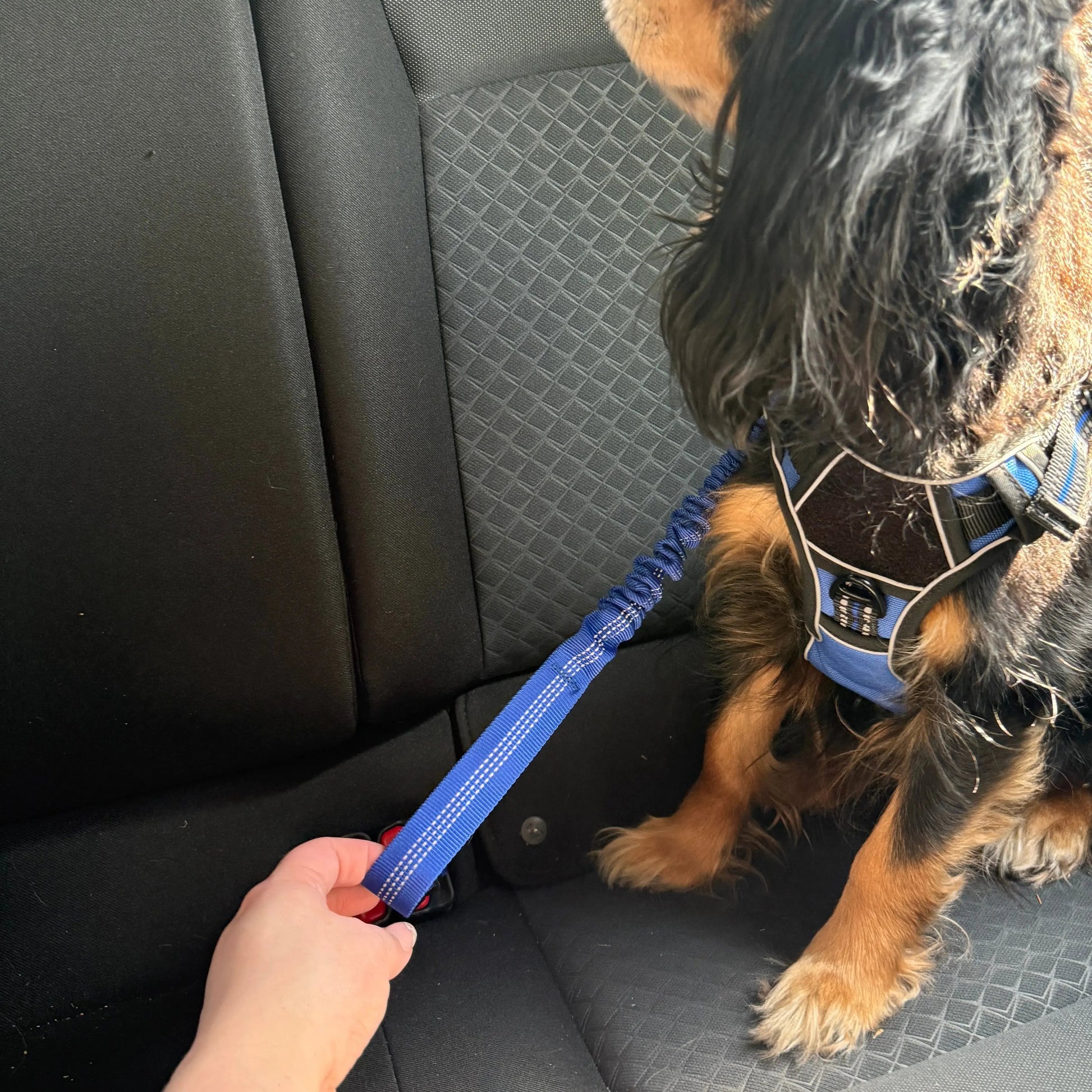 Pet Seat Belt Leash