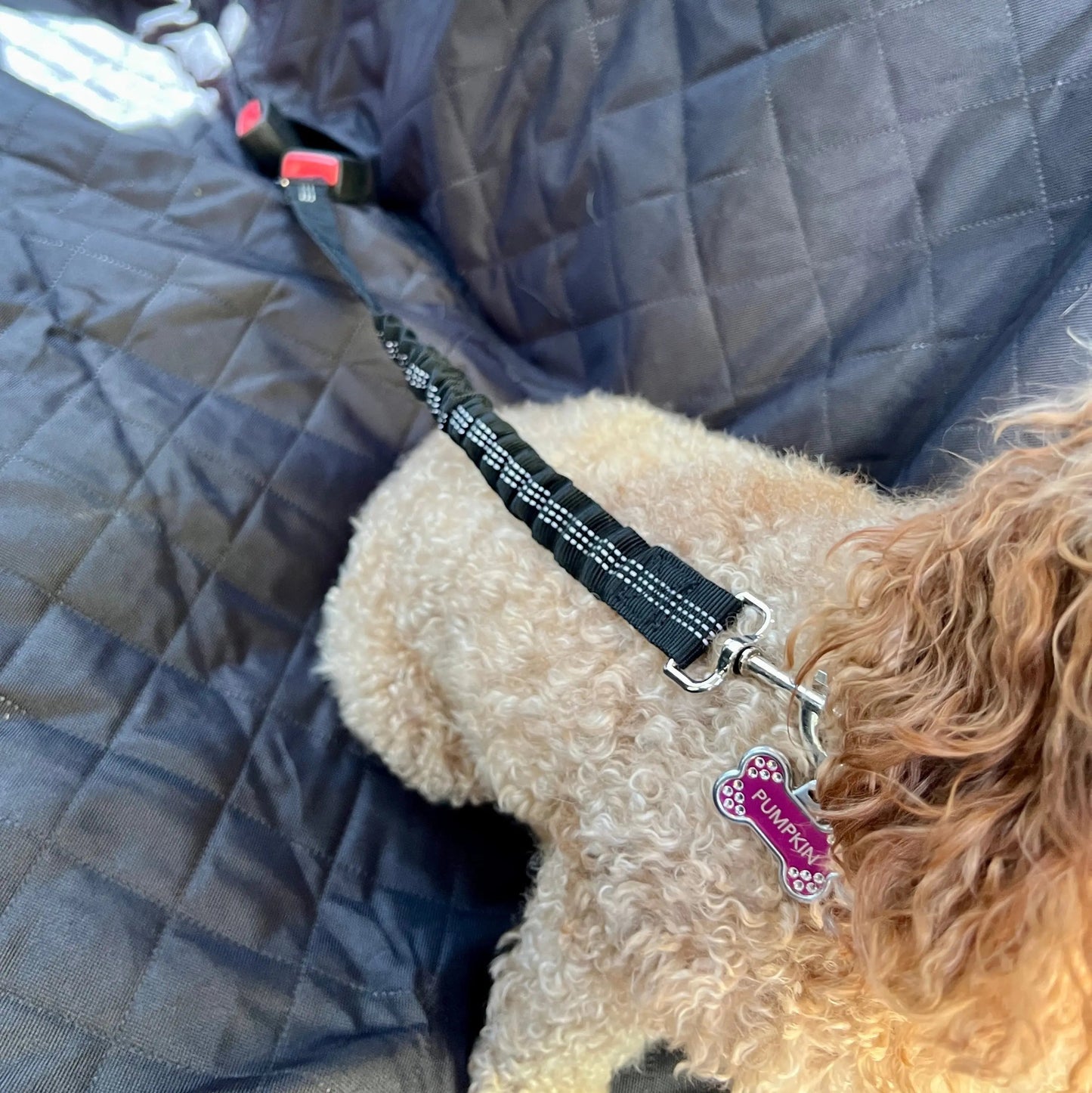 Pet Seat Belt Leash