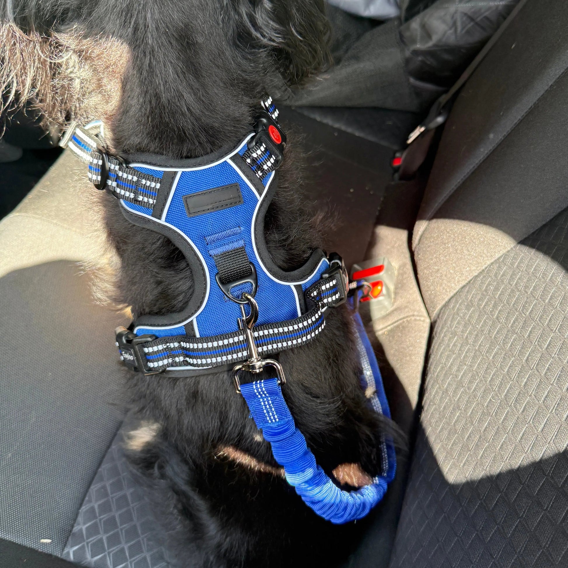 Pet Seat Belt Leash
